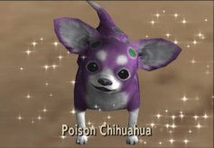 Ce chihuahua es très dangereux